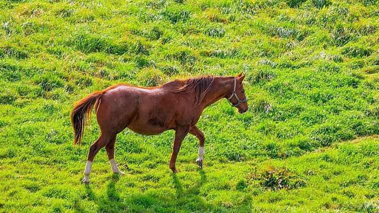 北海道日高町の競走馬：日高町は「優駿のふるさと」と呼ばれ、数多くの名馬を輩出する国内屈指のサラブレッド生産・育成の街です。