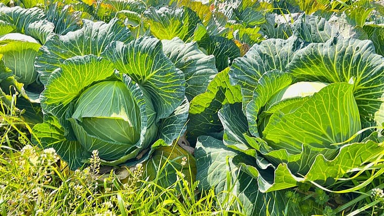 北海道南幌町のキャベツ：南幌町名産の「なんぽろキャベツ」は、甘みが強く肉厚で瑞々しいのが特徴。看板メニューのキムチも絶品です。