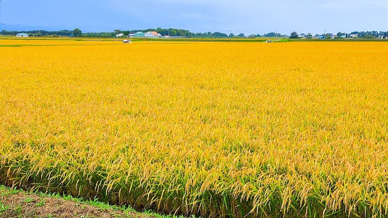 北海道新十津川町の稲穂：新十津川町の稲穂は、酒米「吟風」などの名産地として、黄金色の美しく豊かな田園風景を象徴する存在です。