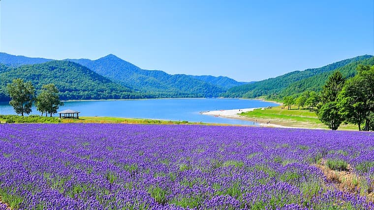 北海道南富良野町のかなやま湖ラベンダー園：紫色のラベンダー畑と青い湖面、緑の山々が織りなす、ここでしか見られない湖畔の絶景が広がる穴場スポット。