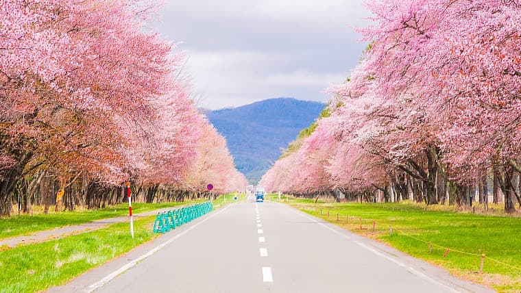 北海道新ひだか町の二十間道路桜並木：直線約7kmにわたり約2千本の桜が咲き誇る、日高地方を代表する日本屈指の桜並木です。