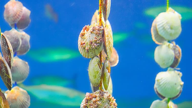 北海道豊浦町のホタテ養殖：噴火湾ホタテ養殖の発祥地。耳吊り養殖から始まった一大産業で、内浦湾全体のホタテ生産を支えています。
