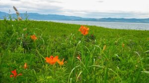 北海道北見市にあるワッカ原生花園：サロマ湖とオホーツク海を分ける砂州に広がり、約300種の植物が咲き誇る日本最大級の海岸原生花園です。