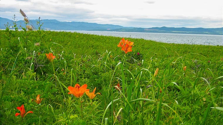 北海道北見市にあるワッカ原生花園：サロマ湖とオホーツク海を分ける砂州に広がり、約300種の植物が咲き誇る日本最大級の海岸原生花園です。
