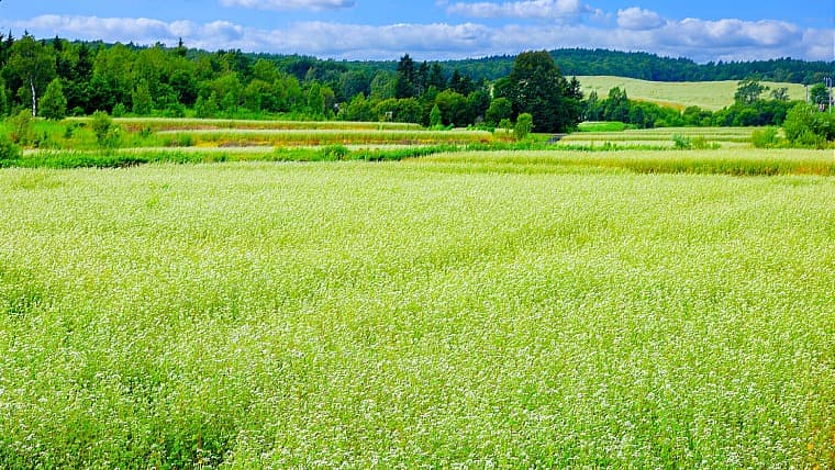 北海道深川市の蕎麦畑：深川市は日本有数の作付面積を誇り、7月下旬には一面に白い蕎麦の花が咲き誇る、広大な田園風景が広がります。
