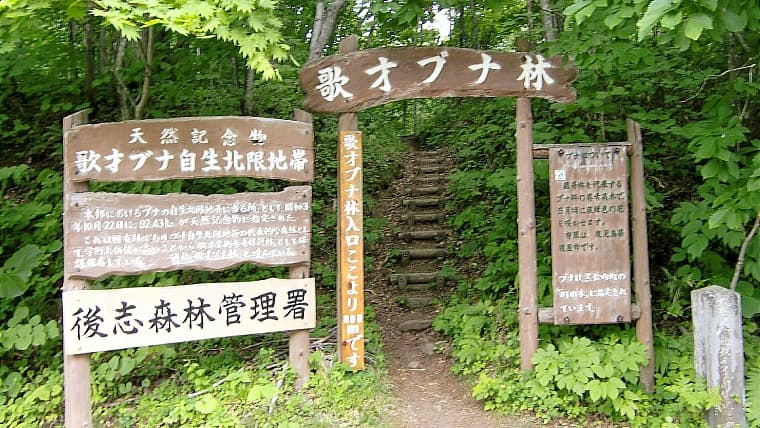 北海道黒松内町のブナ原生林：北限のブナ自生地として国の天然記念物に指定。太古の姿を残す美しい森は、ハイキングコースも人気です。