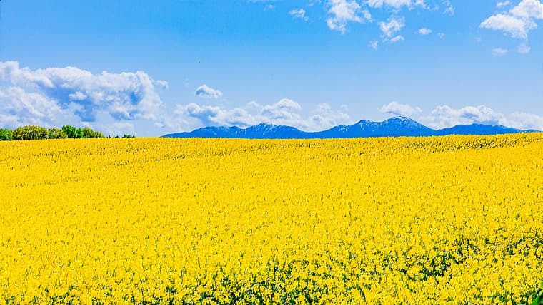 北海道滝川市の菜の花畑：日本最大級の作付面積を誇り、5月中旬から見頃を迎えます。市内に点在する鮮やかな黄色い絨毯は圧巻です。