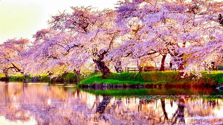 岩手県紫波町の五郎沼の桜：4月中旬〜5月上旬、水面に美しく映り込む満開の桜並木（水鏡）が、訪れる人を魅了する地域の名所です。