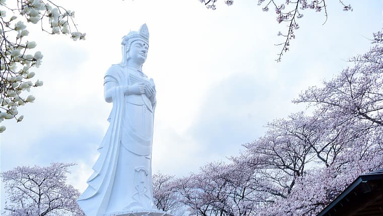 宮城県柴田町の船岡城址公園の桜：伊達騒動で知られる原田甲斐の居城跡であり、その後は幕末まで柴田氏が治めました。高さ24mの観音像がそびえ立つ園内は、4月上旬から中旬に開催される「さくらまつり」で賑わう桜の名所です。その景観は評価され、平成2年（1990年）には「日本さくら名所100選」にも選定されています。