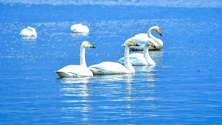青森県平内町の浅所海岸：青森県の平内町にある浅所海岸は、国の特別天然記念物に指定されている全国的に有名なハクチョウの渡来地です。