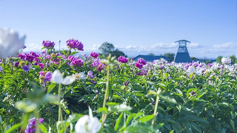 宮城県色麻町の愛宕山公園：愛宕山公園は、色麻町のシンボルである愛宕山に位置し、豊かな自然と展望が楽しめる市民の憩いの場です。