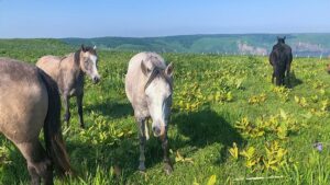北海道厚岸町のあやめヶ原 原生花園：太平洋を望む断崖に広がり、初夏には約30万株のヒオウギアヤメがじゅうたんのように咲き誇る原生花園。