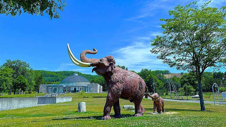 北海道幕別町の忠類ナウマン象記念館：幕別町忠類で発掘された、ほぼ1頭分のナウマン象化石の骨格模型や地元の歴史を展示する記念館です。