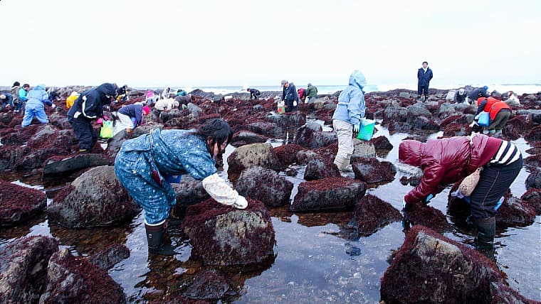 青森県風間浦村の布海苔採り体験ツアー：風間浦村の布海苔採り体験ツアーは、冬の津軽海峡の岩場で伝統的なフノリ摘みを体験し、味わう観光企画です。