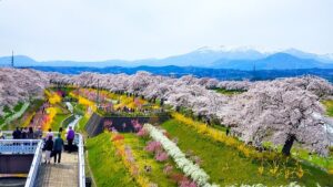 宮城県大河原町の一目千本桜：白石川堤に約8km続く約1200本の桜並木で、残雪の蔵王連峰を背景に列車から楽しめる絶景名所です。