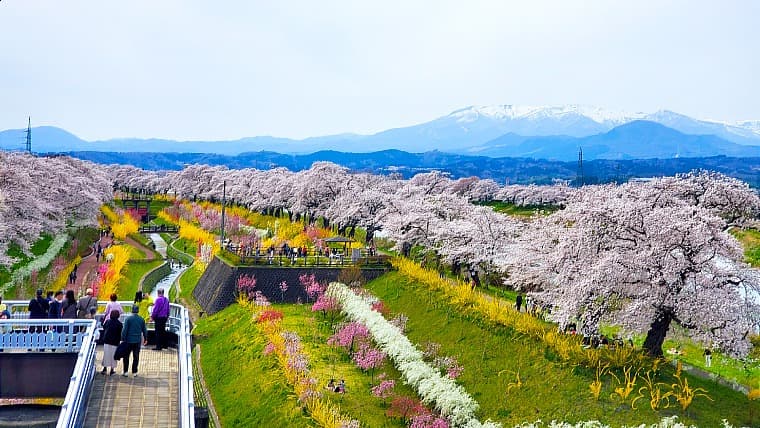 宮城県大河原町の一目千本桜：白石川堤に約8km続く約1200本の桜並木で、残雪の蔵王連峰を背景に列車から楽しめる絶景名所です。