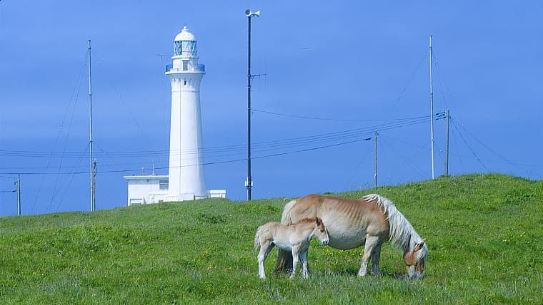 青森県東通村の寒立馬：寒立馬は、青森県東通村の尻屋崎に放牧されている、冬の寒さに強い頑強な体躯が特徴の野生的な馬です。