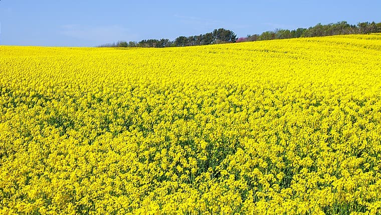 青森県横浜町の菜の花畑：青森県横浜町には、春に町中を黄色く染める、作付面積約90〜95haの日本最大級の菜の花畑があります。