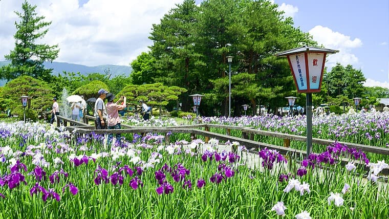 山形県長井市のあやめ公園：3.3haの園内に、固有種「長井古種」など500種100万本のあやめが咲き誇る公園です。