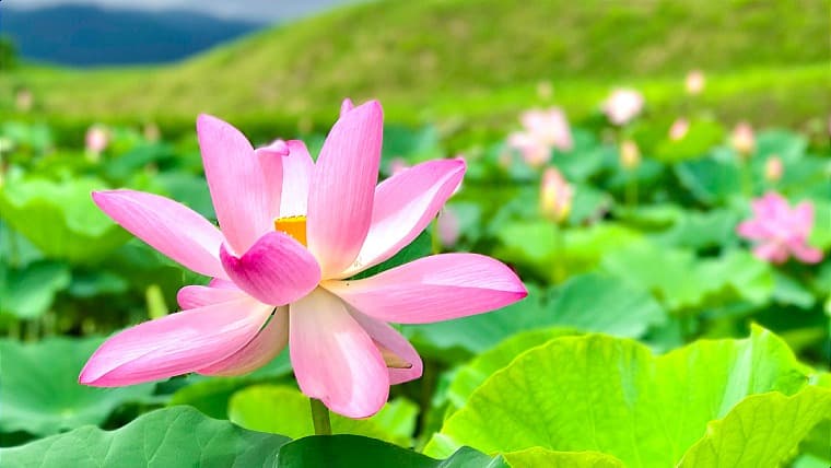 福島県国見町にある中尊寺蓮の花：あつかし千年公園内の池に咲き誇る、淡いピンク色が美しい古代ハス。夏には幻想的な景色が広がります。