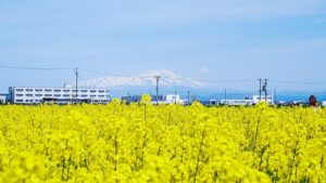 山形県三川町の鳥海山遠景：庄内平野の中央に位置する三川町から、水田地帯の向こうにそびえ立つ美しい鳥海山の姿を一望する絶景。