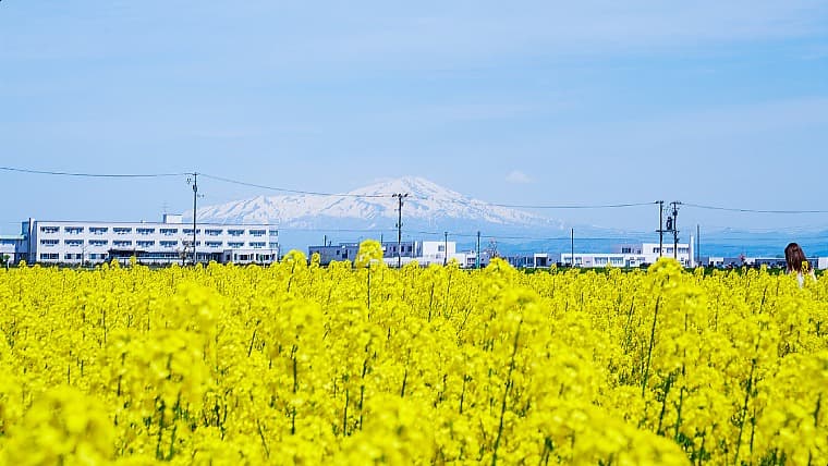 山形県三川町の鳥海山遠景：庄内平野の中央に位置する三川町から、水田地帯の向こうにそびえ立つ美しい鳥海山の姿を一望する絶景。