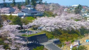 秋田県由利本荘市の本荘さくらまつり：本荘公園で約1000本の桜が咲き誇る中、夜桜ライトアップや様々なイベントを楽しめる春の風物詩です。