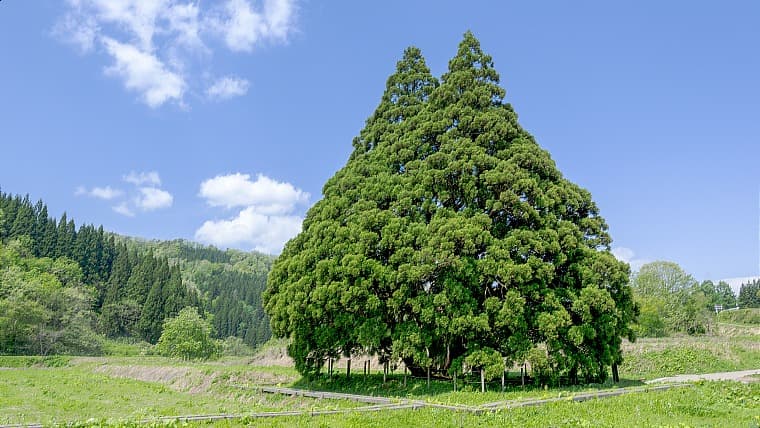 山形県鮭川村の小杉の大杉：山形県鮭川村にある「小杉の大杉」は、映画のトトロの形にそっくりな村指定の天然記念物の巨木です。