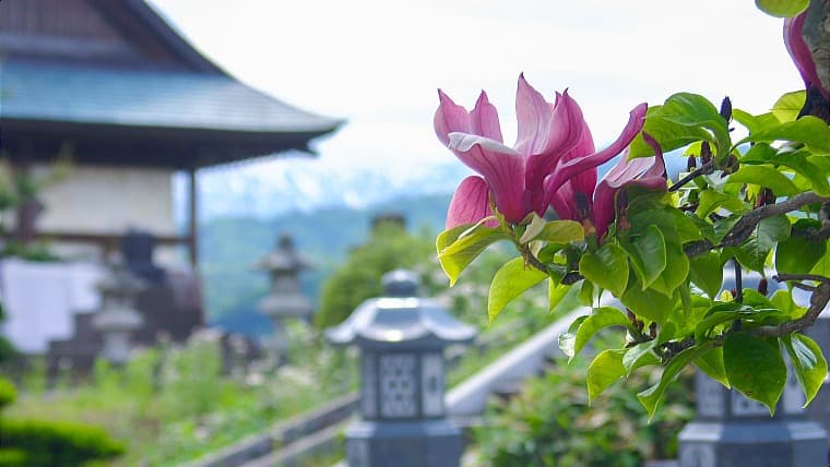 山形県大石田町の寺の木蓮：大石田町の乗船寺にある巨木「西蓮寺のモクレン」で、春に白や紫の美しい花を咲かせる人気の映えスポット。