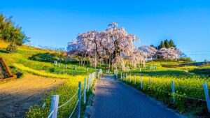 福島県三春町にある満開の三春滝桜：日本三大桜の一つで、樹齢1000年超を誇る国の天然記念物。満開時には垂れ下がった枝いっぱいに薄紅色の花が咲き誇ります。