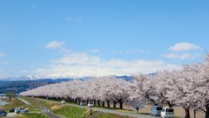 山形県河北町の溝延桜堤：寒河江川沿いに続く美しい桜並木。残雪の月山や葉山を背景に、ピンクの桜が映える絶景の名所です。