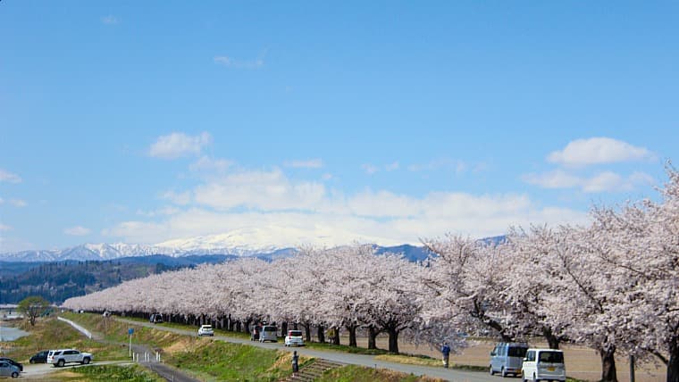 山形県河北町の溝延桜堤：寒河江川沿いに続く美しい桜並木。残雪の月山や葉山を背景に、ピンクの桜が映える絶景の名所です。