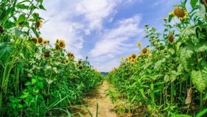 山形県中山町のひまわり迷路：ひまわり迷路は、夏に鮮やかな黄色の大輪が咲き誇る、中山町を代表するフォトジェニックな人気スポットです。