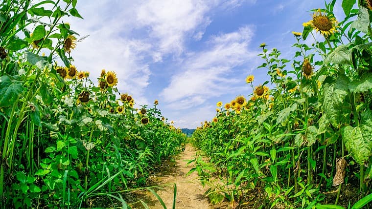 山形県中山町のひまわり迷路：ひまわり迷路は、夏に鮮やかな黄色の大輪が咲き誇る、中山町を代表するフォトジェニックな人気スポットです。