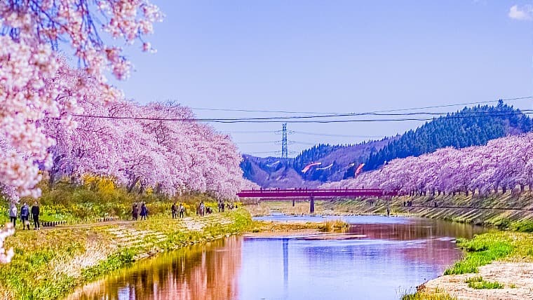 福島県小野町の夏井千本桜：夏井川の両岸約5kmにわたり約1,000本のソメイヨシノが咲き誇る、福島県小野町を代表する桜の名所。