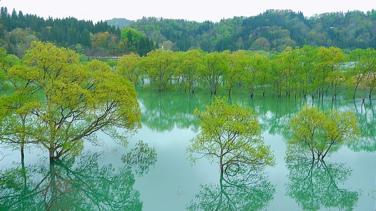 山形県飯豊町の白川ダム湖岸公園：山形県飯豊町にある、春の水没林やキャンプ、パークゴルフなどが楽しめる自然豊かな総合公園です。