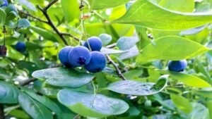 山形県白鷹町のブルーベリー：白鷹町では甘くて大粒のブルーベリーが栽培されており、夏には摘み取り体験も楽しめる特産品です。