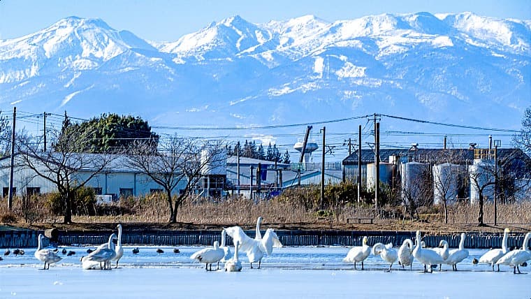 福島県矢吹町の大池公園より那須連峰を望む：大池公園からあゆり沼越しに那須連峰を一望でき、春の桜や夏の古代ハスとともに四季折々の絶景を楽しめます。