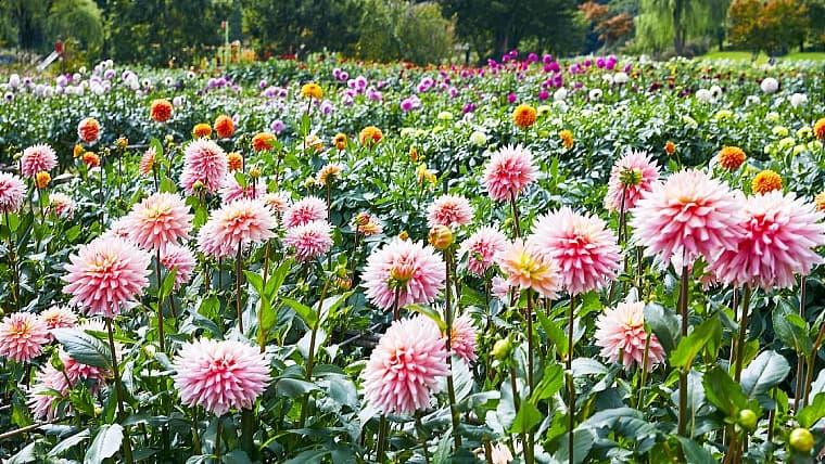 山形県川西町のやまがた川西ダリヤ園：山形県川西町にある日本最大級のダリア園で、広大な敷地に約650品種・10万本の花が咲き誇ります。