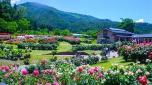 山形県村山市の東沢バラ公園：約750品種2万株のバラが咲き誇る日本最大級のバラ園で、環境省のかおり風景100選にも選ばれています。