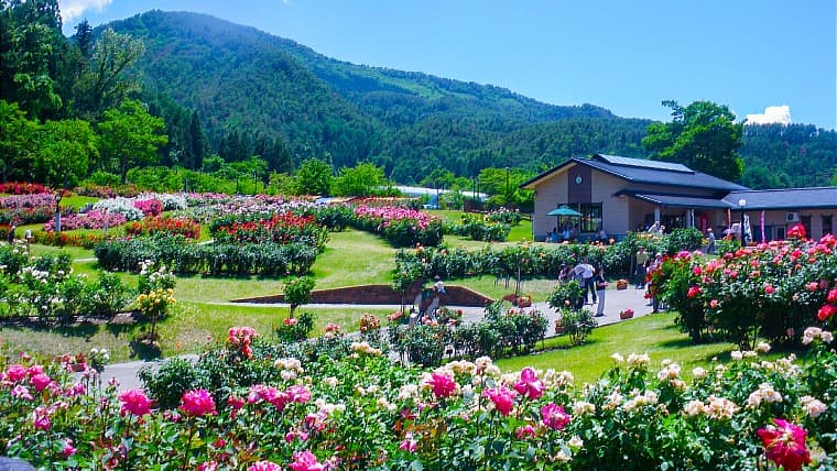 山形県村山市の東沢バラ公園：約750品種2万株のバラが咲き誇る日本最大級のバラ園で、環境省のかおり風景100選にも選ばれています。